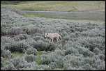 Coyotte dans la plaine