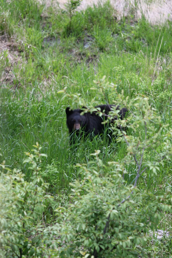 Grizzly