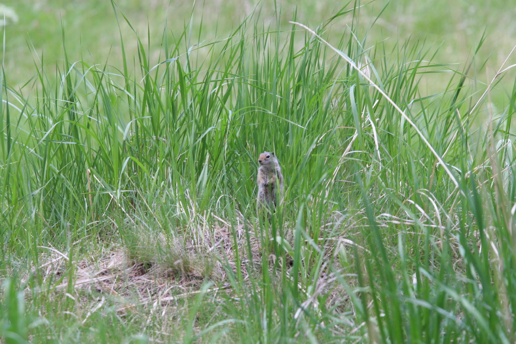 Petite marmotte