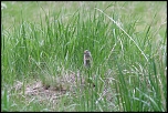 Petite marmotte