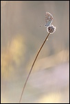 -img_9410-1.jpg
