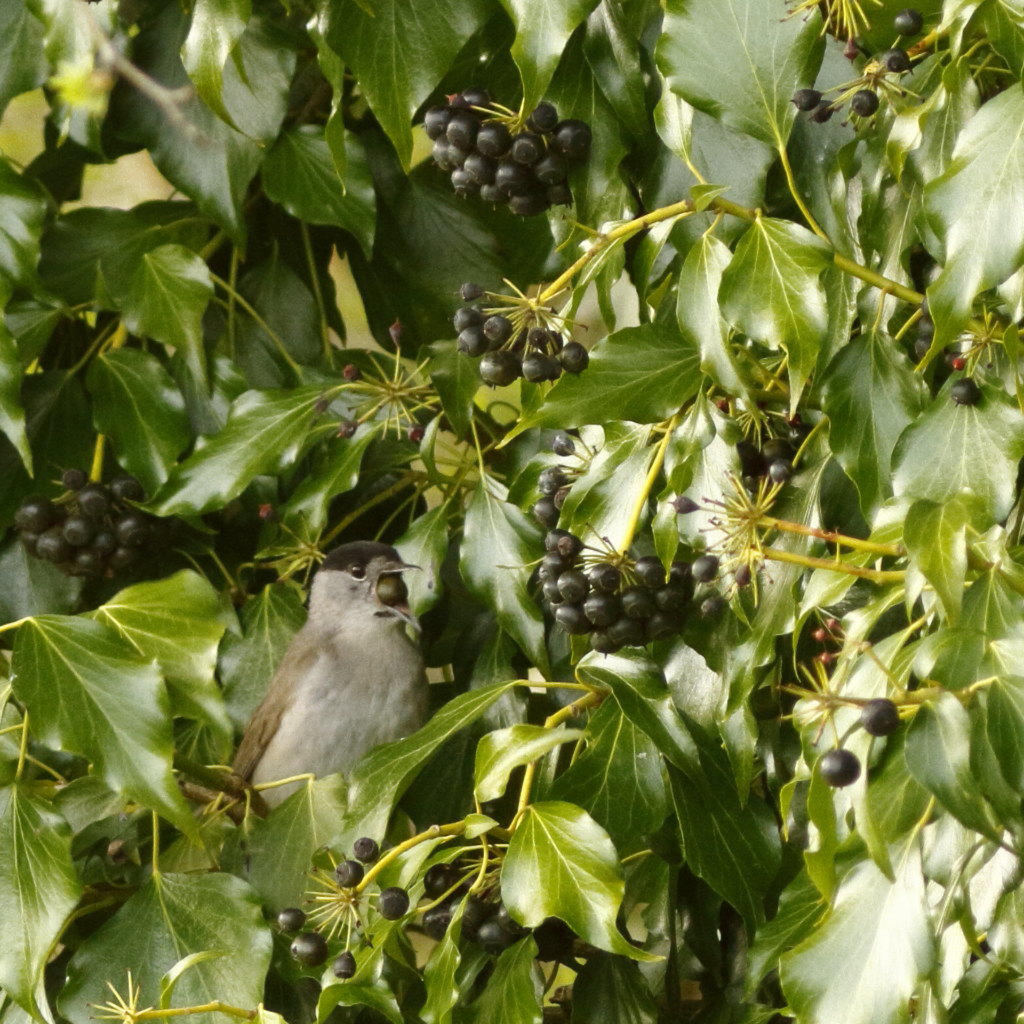 Orysimage-fauvette-tete-noire.jpg