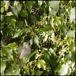 oiseaux du jardin