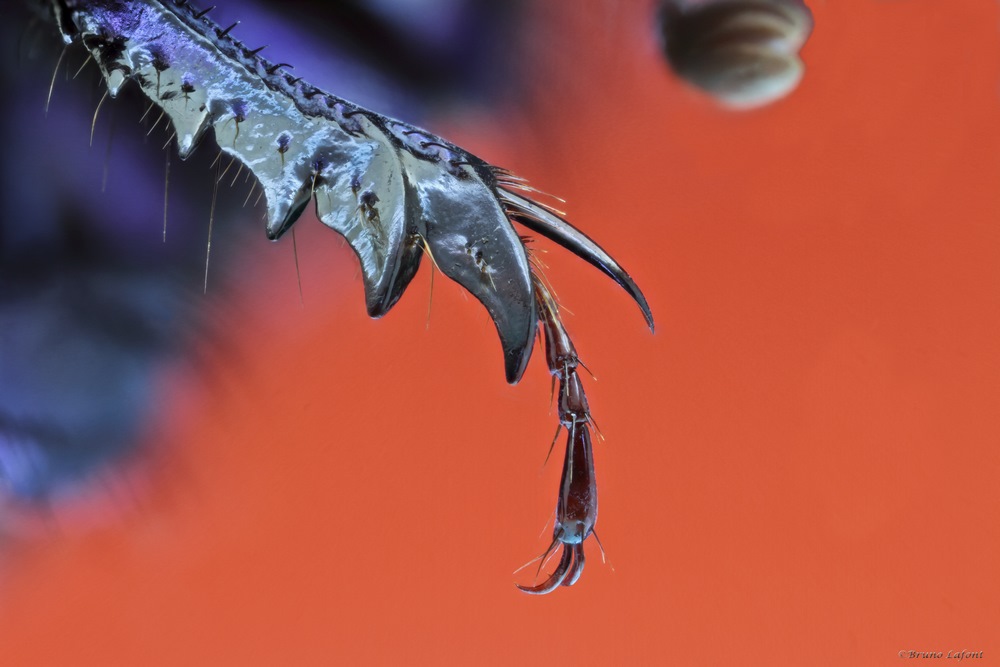 -scarab-patte-z.jpg
