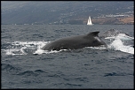 Les baleines