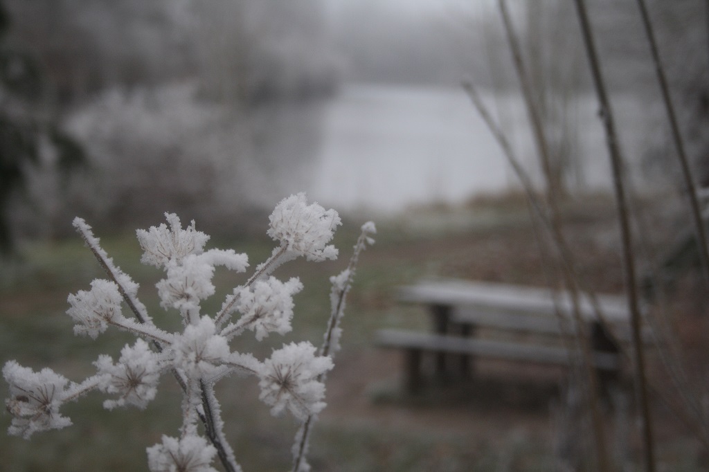 Semaine 1: Le Bokeh (Sujet bien net et l'arrire plan flou)