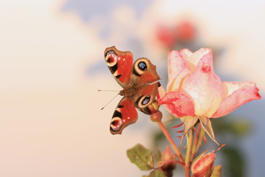 -papillon-et-rose.jpg