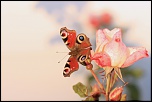 -papillon-et-rose.jpg