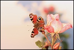 -papillon-et-rose.jpg