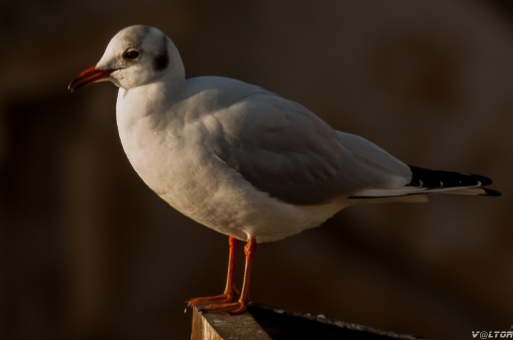 70-300 Sigma APO-defi-52-theme-semaine-n-4-les-oiseaux-et-rapaces-3179.jpg