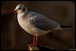 70-300 Sigma APO-defi-52-theme-semaine-n-4-les-oiseaux-et-rapaces-3179.jpg
