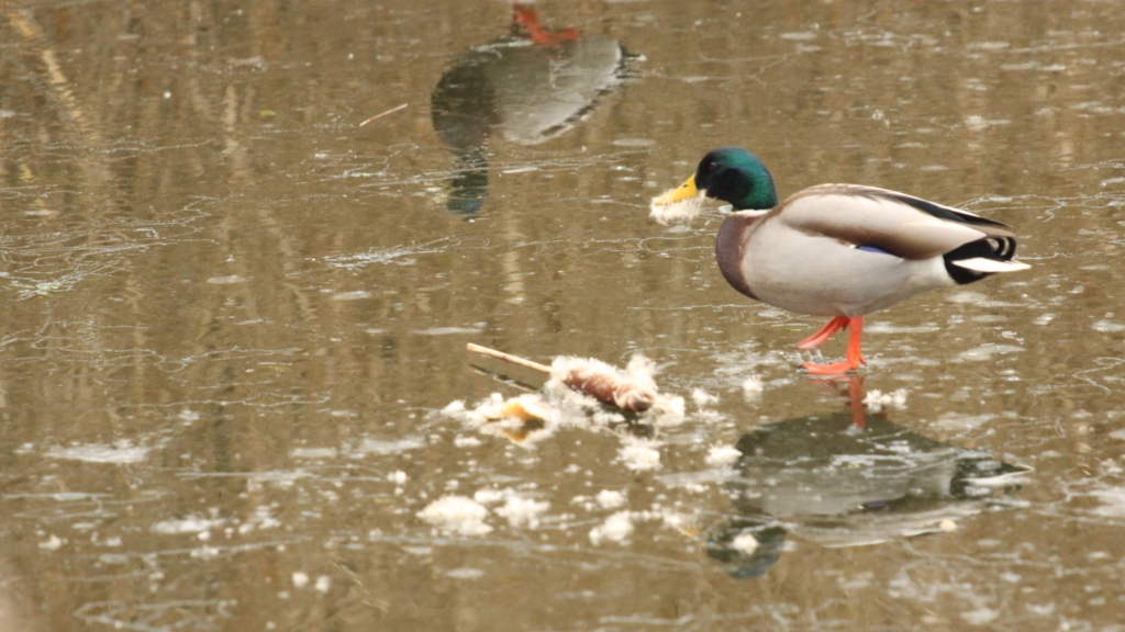 S4 Oiseaux et rapaces
Colver "barbu"