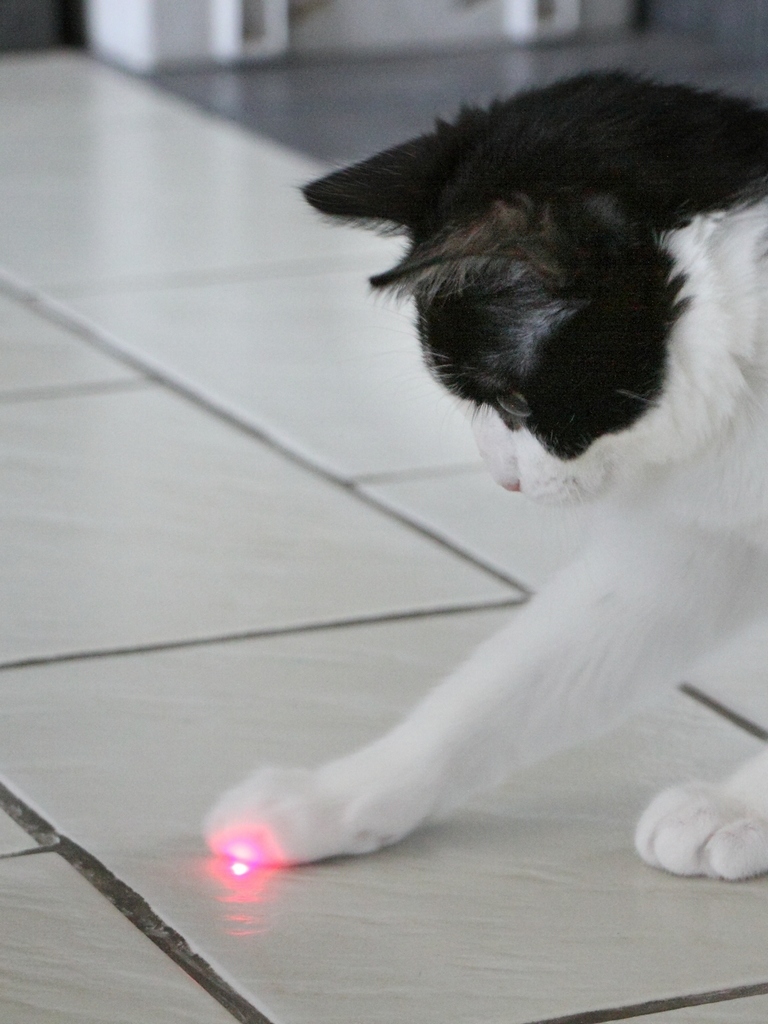 S5 Le  regard
Chatte au regard laser