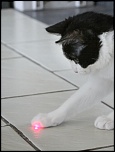 S5 Le  regard 
Chatte au regard laser