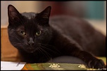 70-300 Sigma APO-semaine-n-5-le-regard-3207.jpg