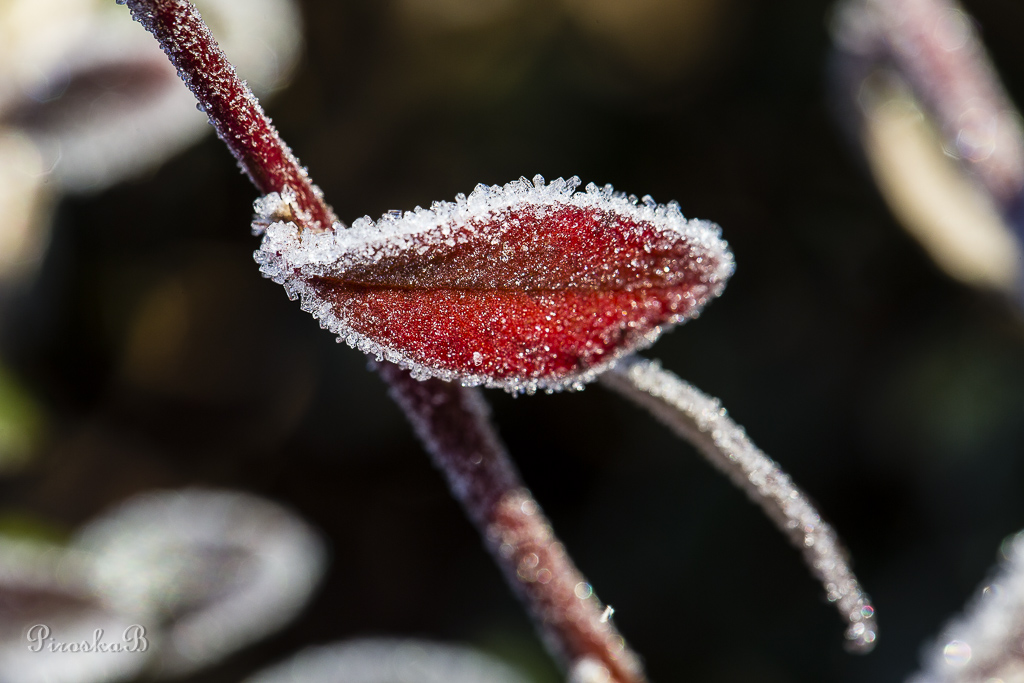 Akkuinternational-baiser-givre.jpg