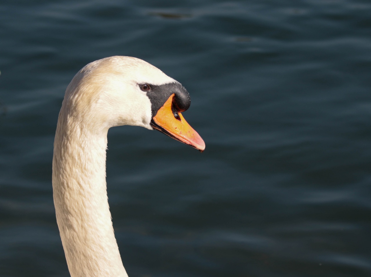 Cygne