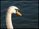 Cygne