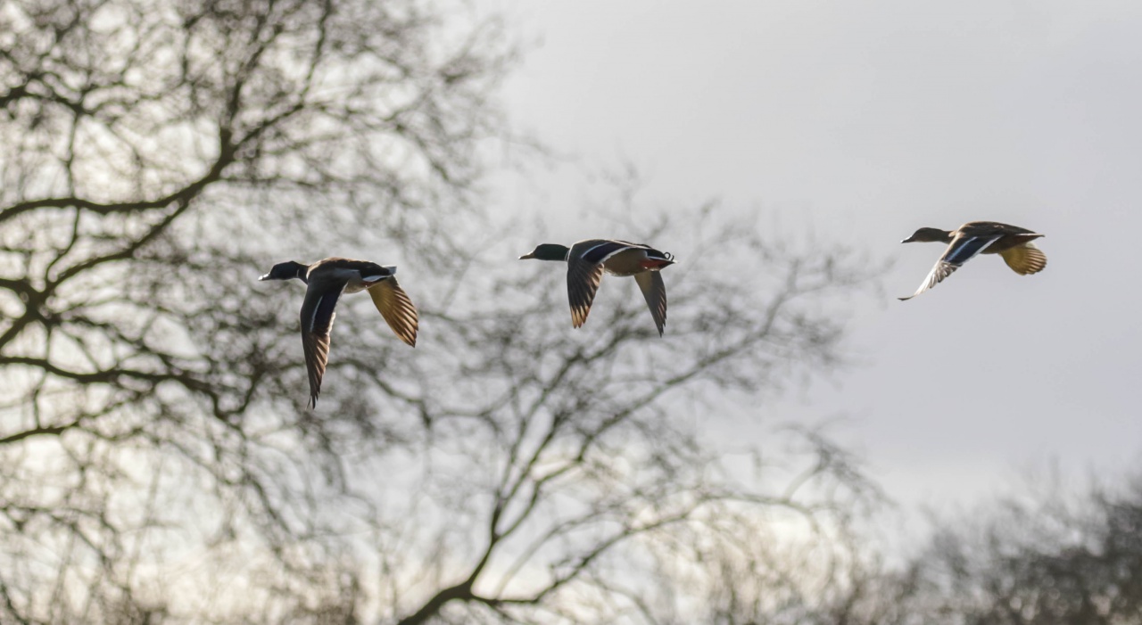 Canard en vol