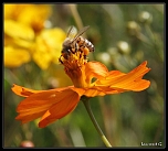 MAJ du Firmware-6329.jpg