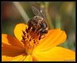 MAJ du Firmware-6342.jpg