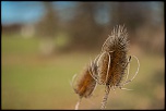 Petit sondage-photo-nature-8.jpg