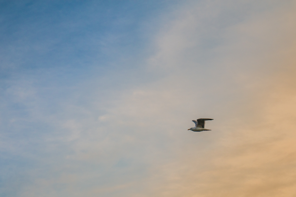 Petit sondage-oiseaux-sem-4.jpg