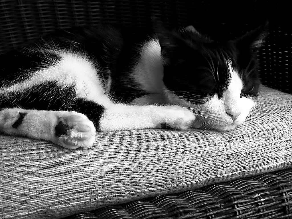 S11 Noir et blanc "Chatte couleur rglisse-menthe"