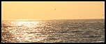 70-300 Sigma APO-6376.jpg