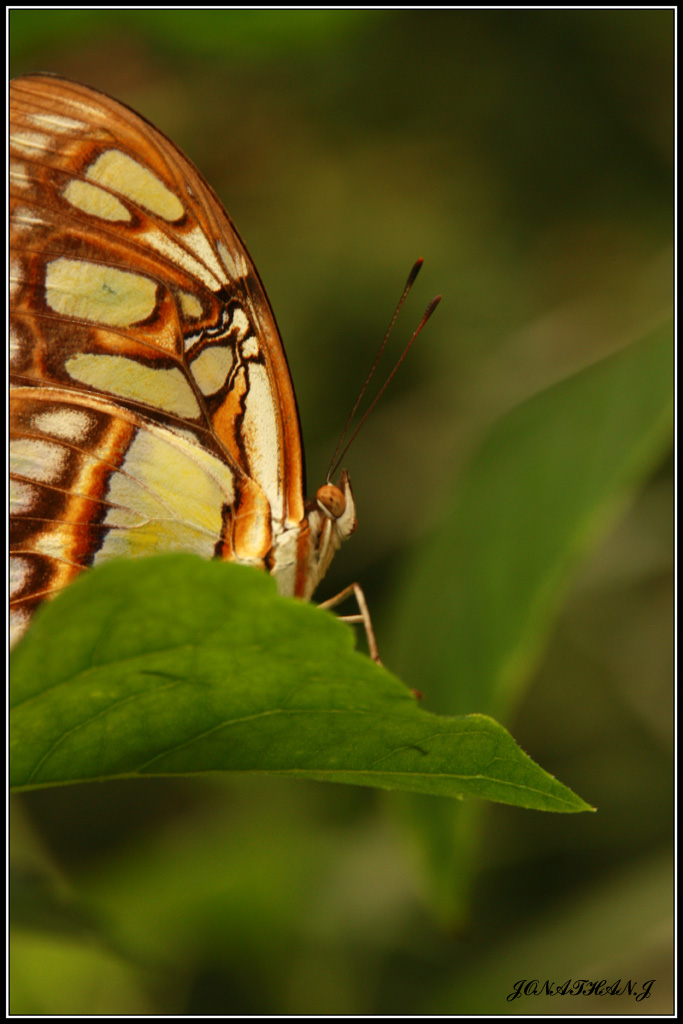 70-300 Sigma APO-6378.jpg