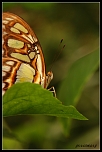 70-300 Sigma APO-6378.jpg