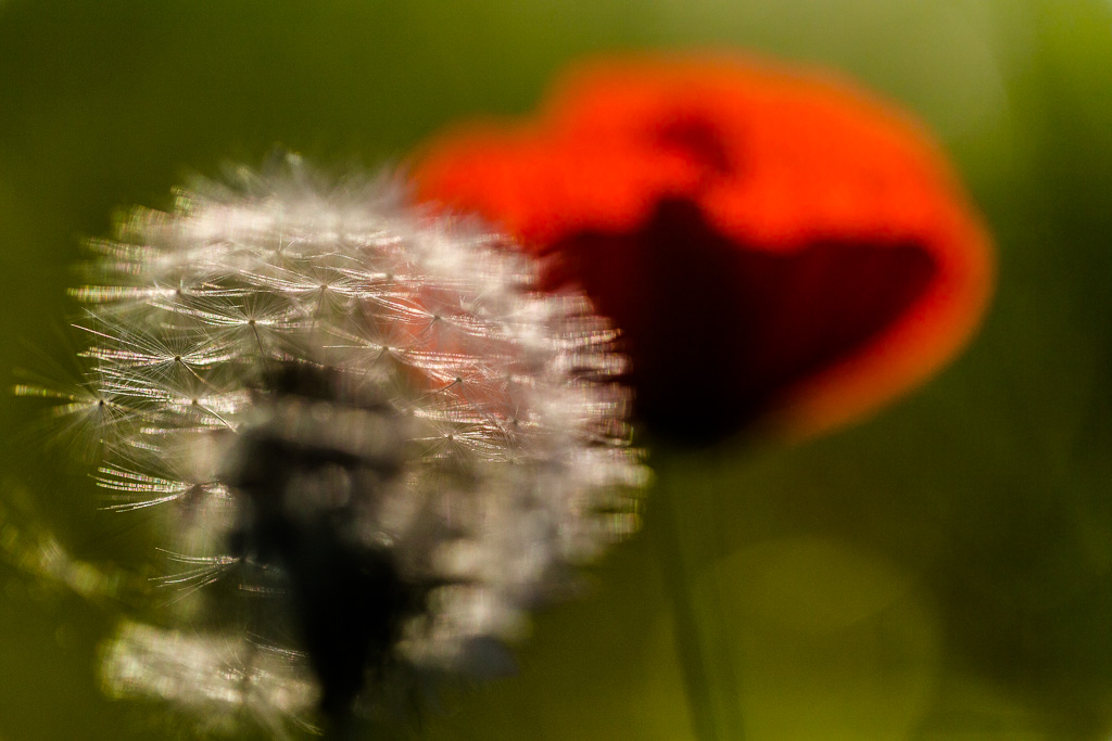 -eos13-printemps.jpg