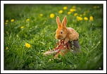 vos avis-img_1277-lr1.jpg