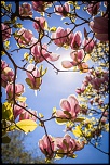 -13-printemps-des-magnolias.jpg