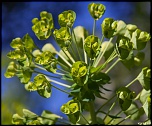 70-300 Sigma APO-defi-52-theme-semaine-n-13-le-printemps-4059.jpg