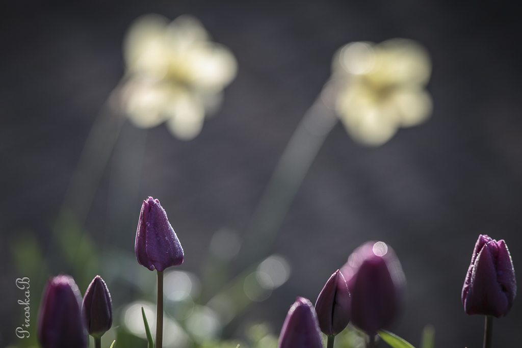 Sem13 printemps