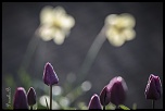 Sem13 printemps