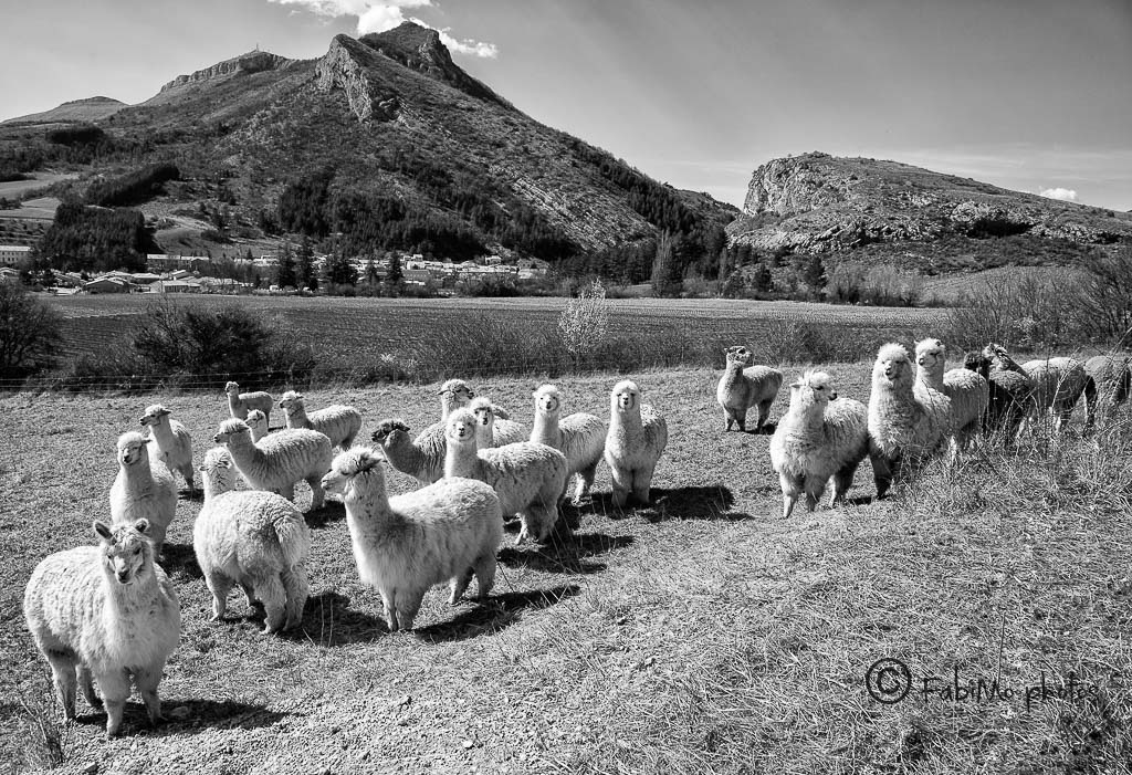 -img_8012r.jpg