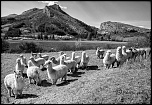 -img_8012r.jpg
