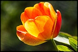Petit sondage-image00007.jpg