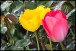 Petit sondage-image00010.jpg