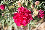 Petit sondage-image000165.jpg