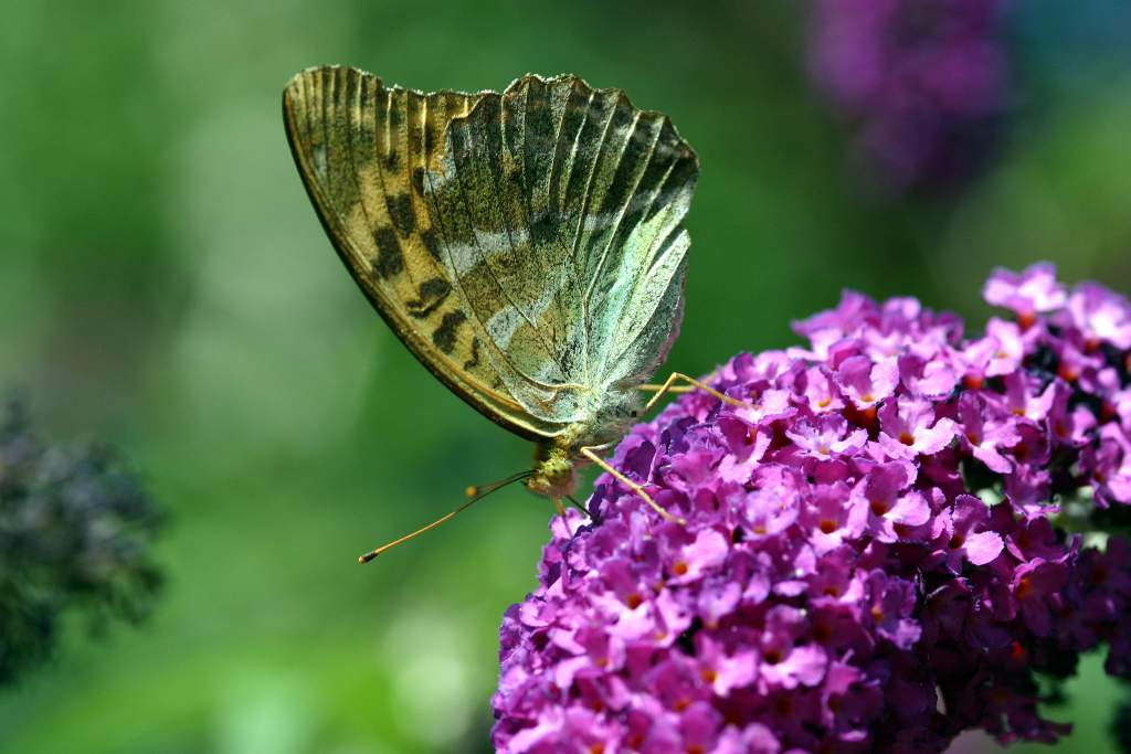 70-300 Sigma APO-6447.jpg