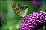 70-300 Sigma APO-6447.jpg