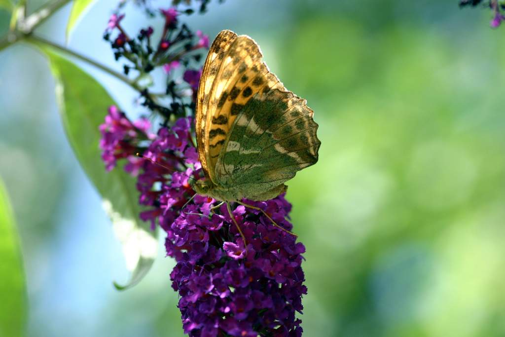 70-300 Sigma APO-6448.jpg