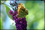 70-300 Sigma APO-6448.jpg