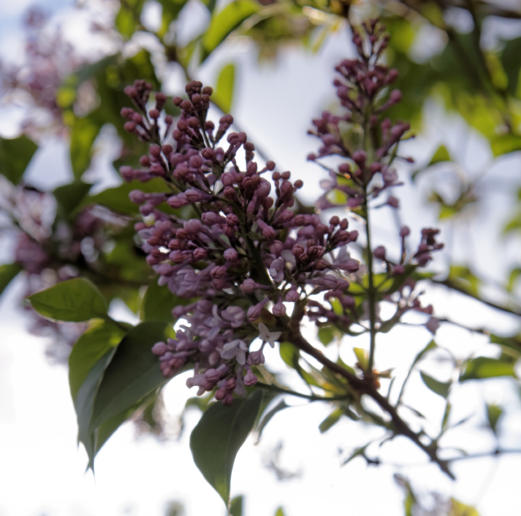 S13 le printemps - Grappes de lilas