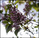 S13 le printemps - Grappes de lilas