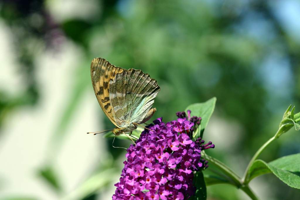 70-300 Sigma APO-6449.jpg