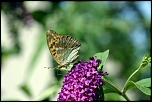 70-300 Sigma APO-6449.jpg